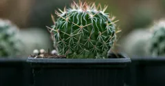Tiny Bugs in Houseplant Soil: How to Tell Them Apart