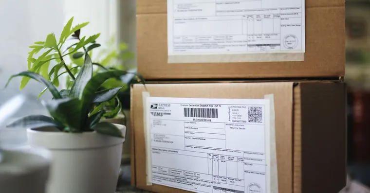 Buying Houseplants Online: What to Expect and How to Avoid Trouble