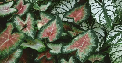 Caladium