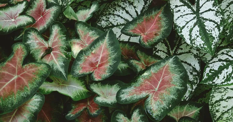 Caladium Care: Bright Leaves, Winter Dormancy, and Toxic Sap