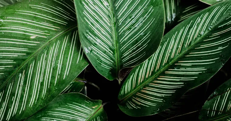 Calathea Care: Why This Prayer Plant Is Worth the Fuss