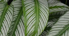 Calathea, Maranta, Ctenanthe or Stromanthe? Telling Prayer Plants Apart