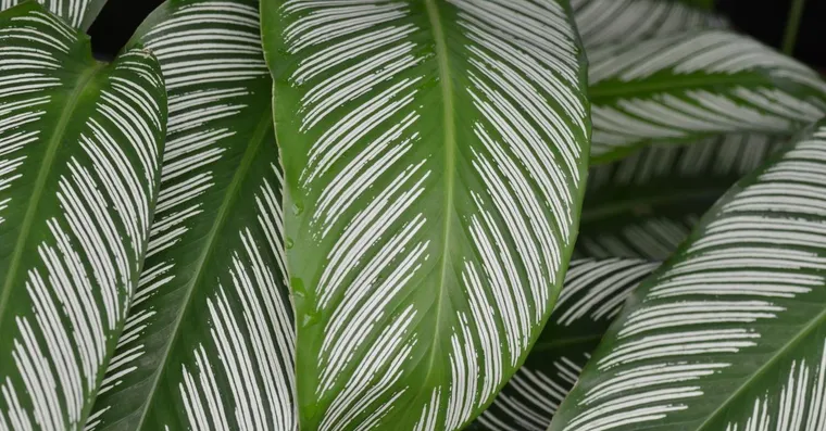Calathea, Maranta, Ctenanthe or Stromanthe? Telling Prayer Plants Apart