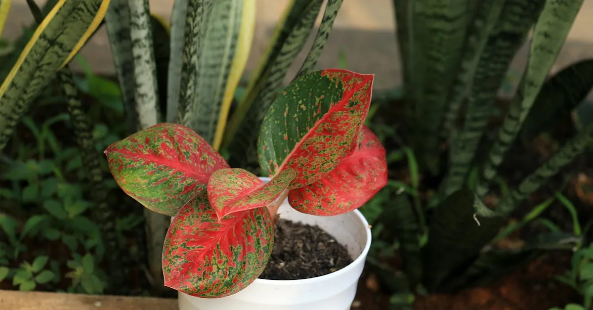 Chinese Evergreen Care: An Easy Aglaonema for Lower Light