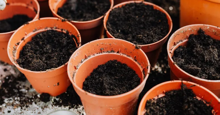 How to Choose the Right Potting Mix for Houseplants