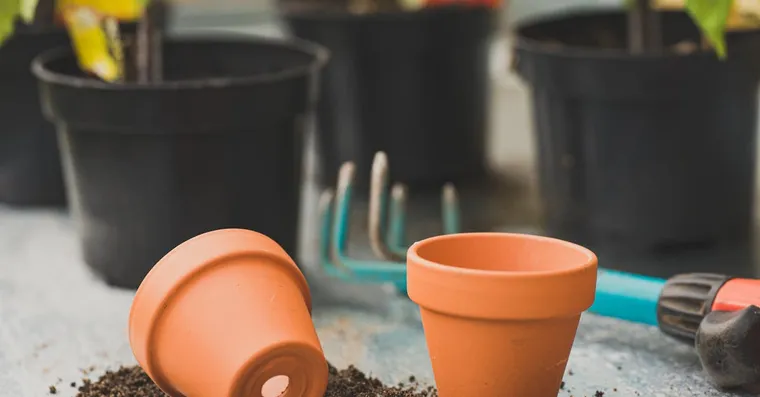 Choosing the Right Pot: Size, Material, and Drainage