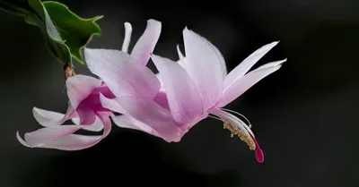 Christmas Cactus
