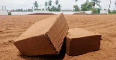 Coco Coir vs Peat Moss: Which Is Better for Houseplants?