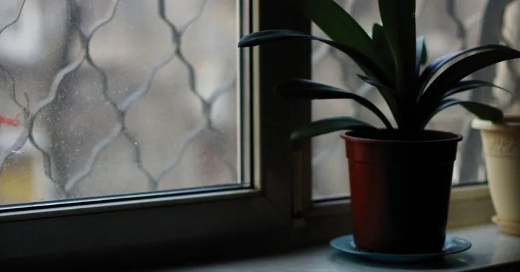 Cold Damage on Houseplants: Signs and How to Save a Chilled Plant