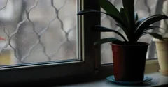 Cold Damage on Houseplants: Signs and How to Save a Chilled Plant