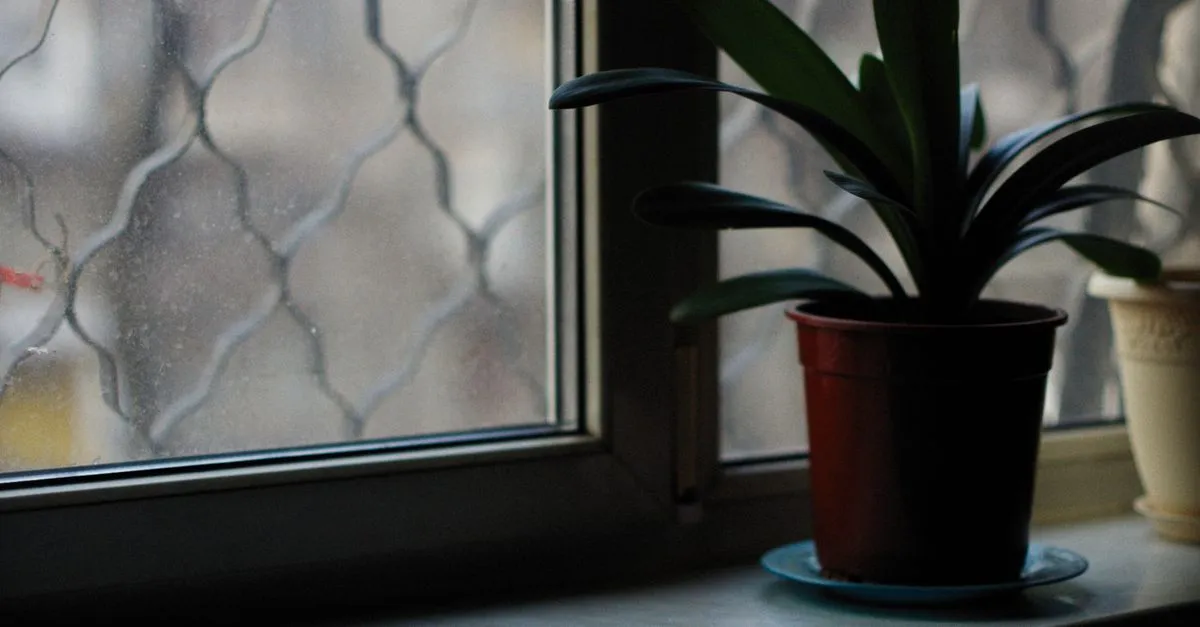 Cold Damage on Houseplants: Signs and How to Save a Chilled Plant