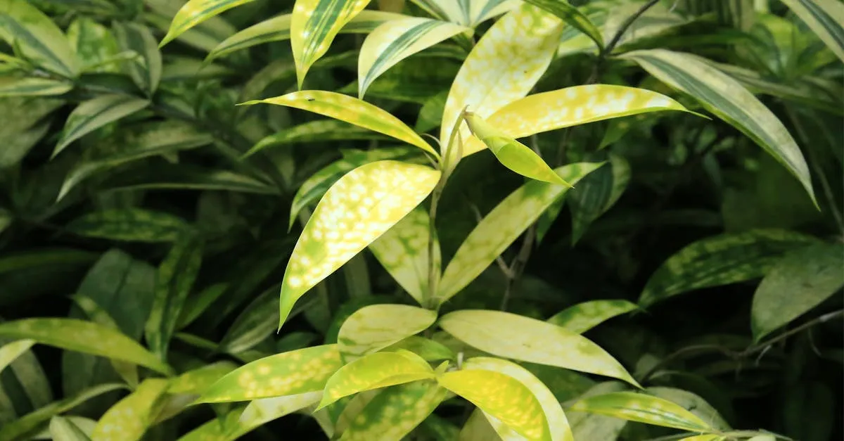 Common Houseplant Diseases: How to Identify and Treat Them