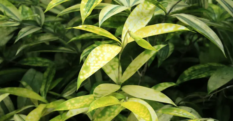 Common Houseplant Diseases: How to Identify and Treat Them