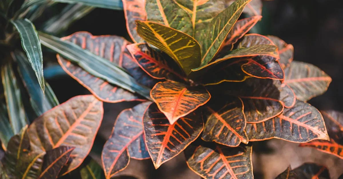 Croton Care: Keeping the Colour Without Dropping Leaves