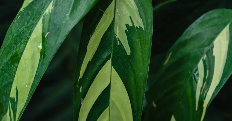 Ctenanthe Care: How to Grow the Never-Never Plant Indoors