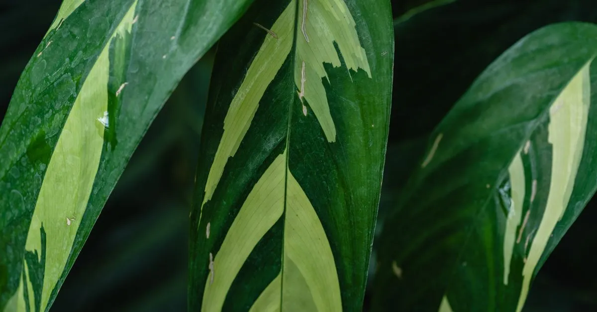 Ctenanthe Care: How to Grow the Never-Never Plant Indoors