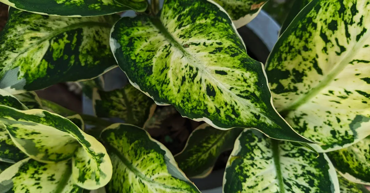 Dieffenbachia Care: Growing Dumb Cane Safely Indoors