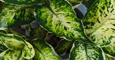 Dieffenbachia (Dumb Cane)