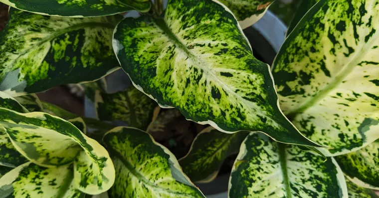 Dieffenbachia Care: Growing Dumb Cane Safely Indoors