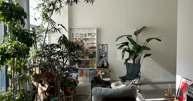 Do Houseplants Actually Purify the Air?