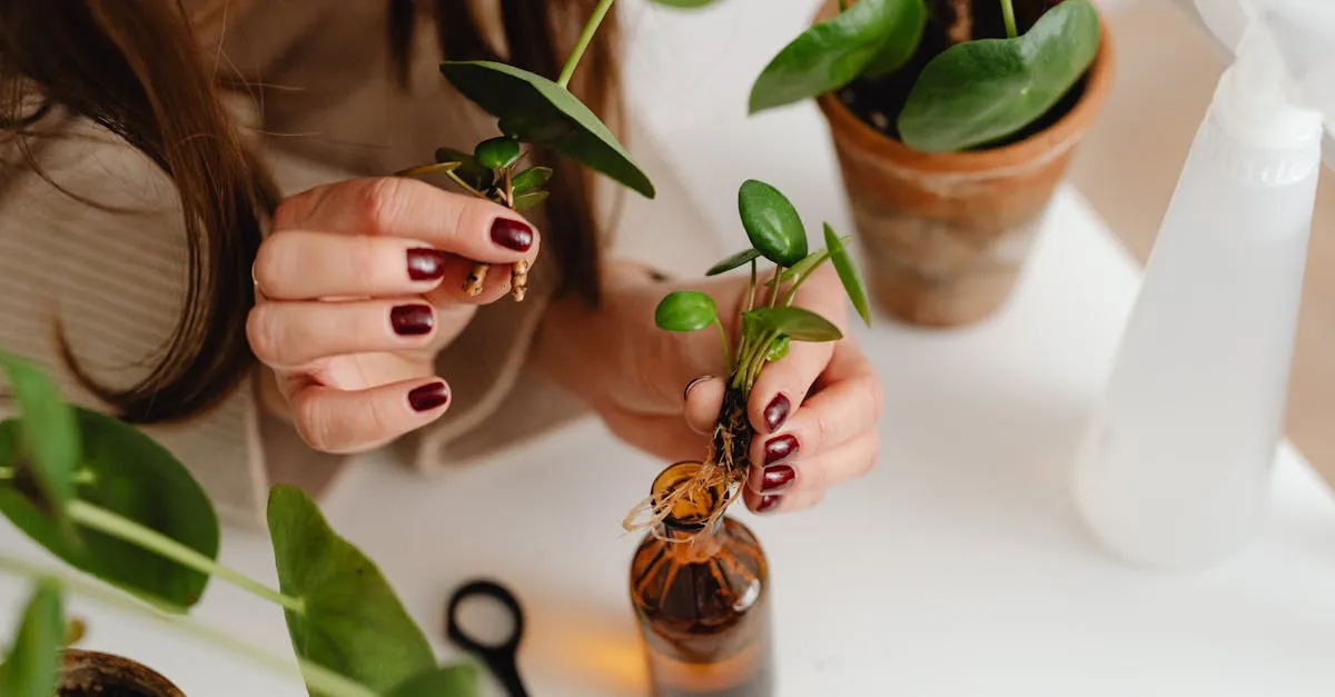 Do You Need Rooting Hormone to Propagate Houseplants?