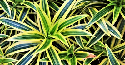 Dracaena