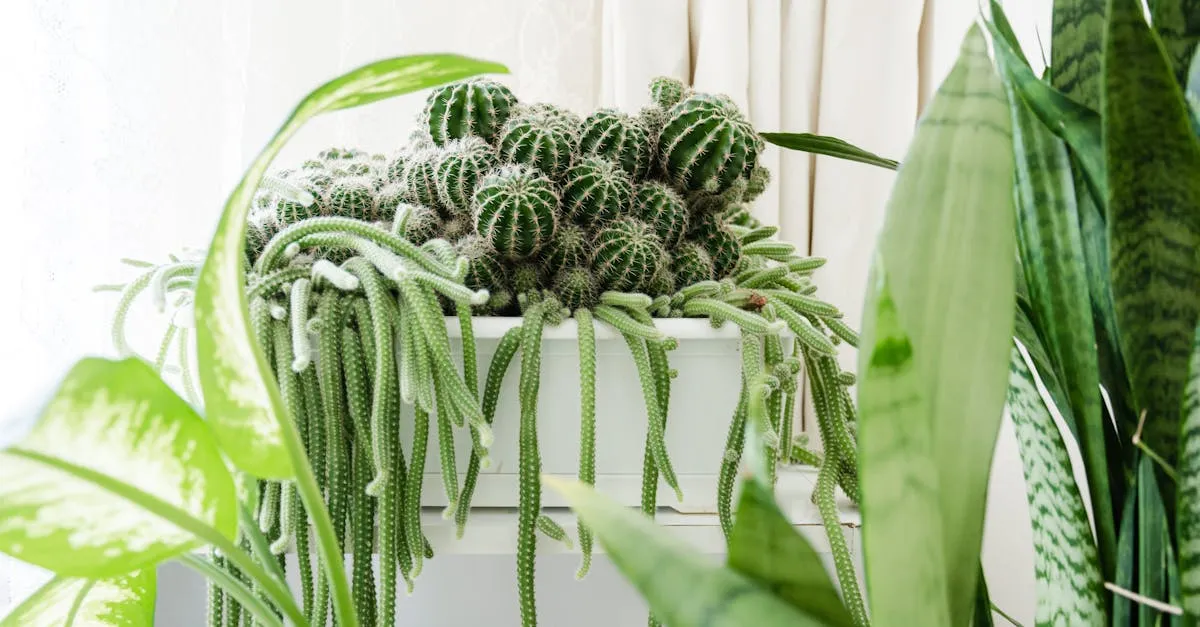 Why Are My Houseplant Leaves Drooping? How to Diagnose It