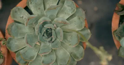 Echeveria