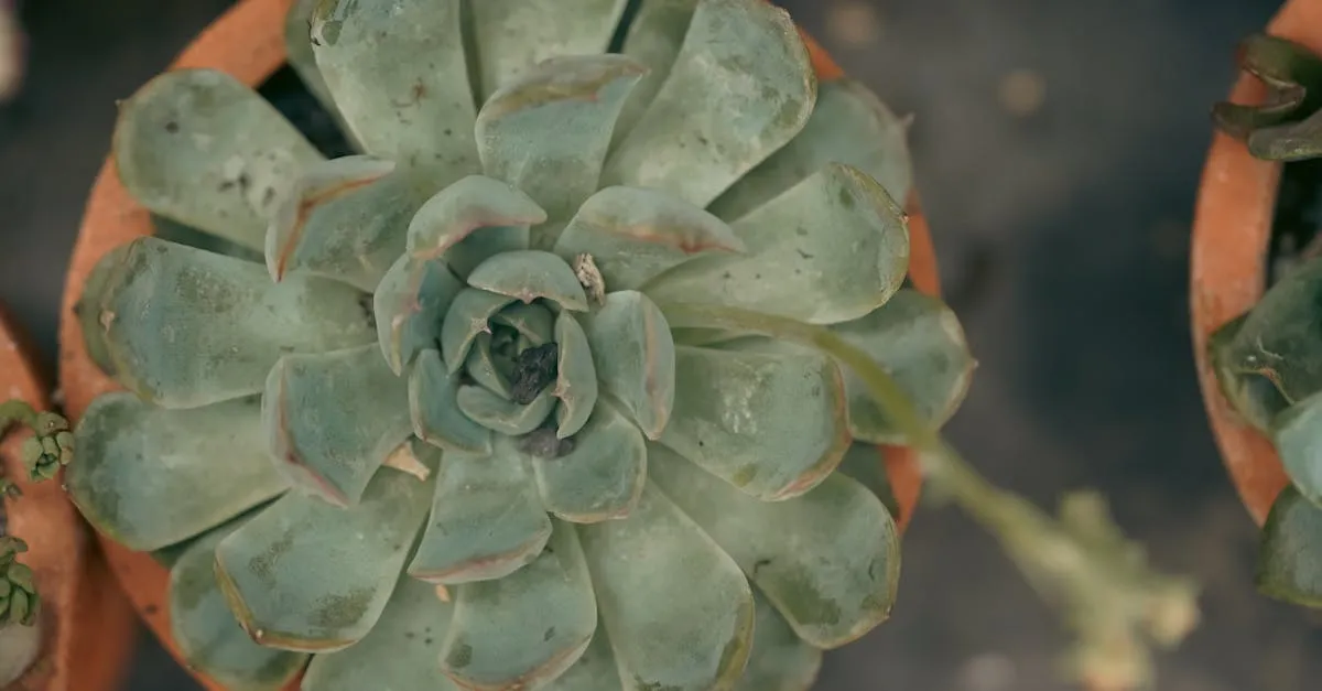 Echeveria Care: Keeping the Rosette Succulent Colourful