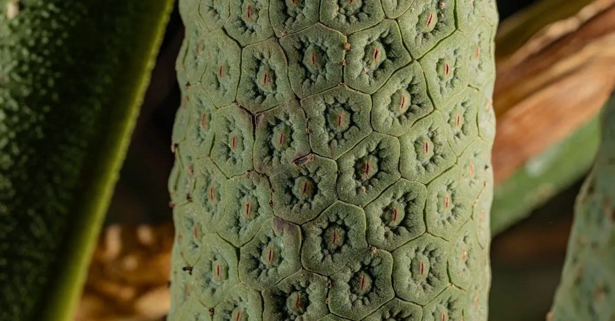 Edema on Houseplant Leaves: Those Corky Bumps and Blisters