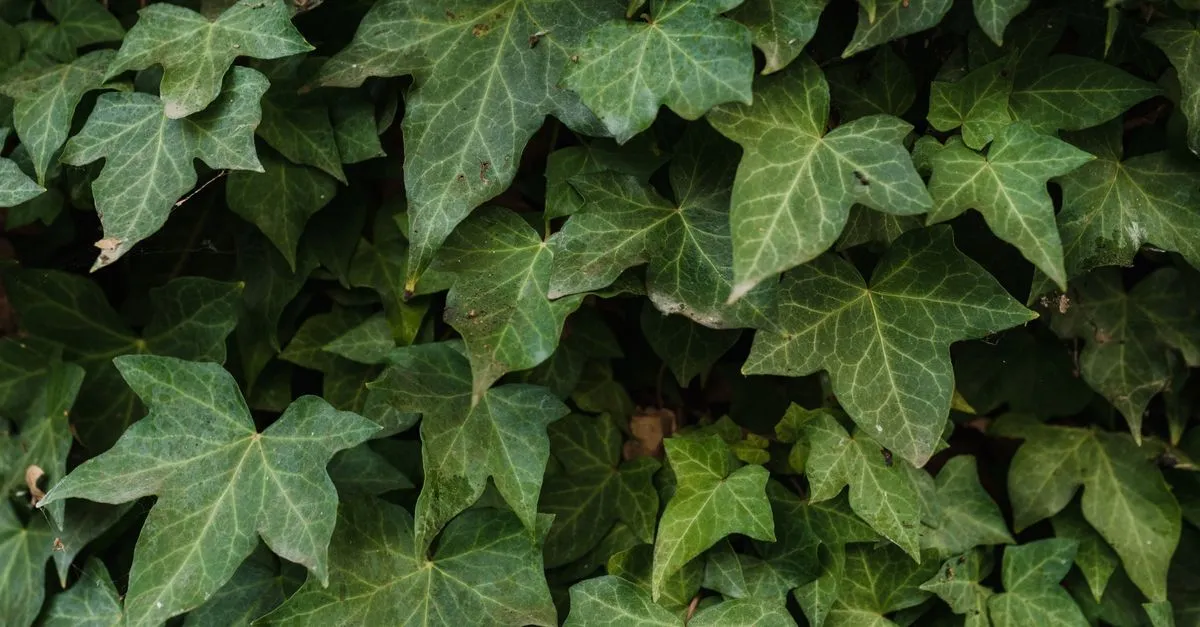 English Ivy Indoor Care: Light, Water, and Keeping It Off the Cat