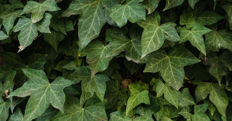 English Ivy Indoor Care: Light, Water, and Keeping It Off the Cat
