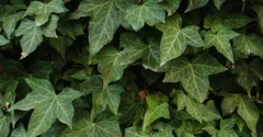 English Ivy Indoor Care: Light, Water, and Keeping It Off the Cat