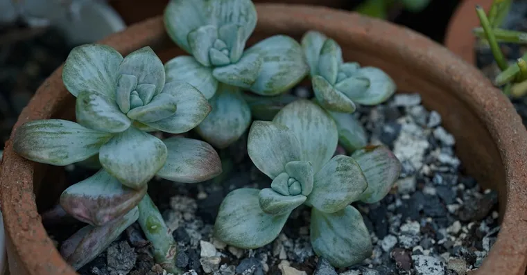 Why Is My Succulent Stretching? Etiolation Explained