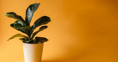 Fiddle Leaf Fig