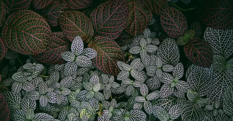 Fittonia Care: Reviving the Dramatic Nerve Plant