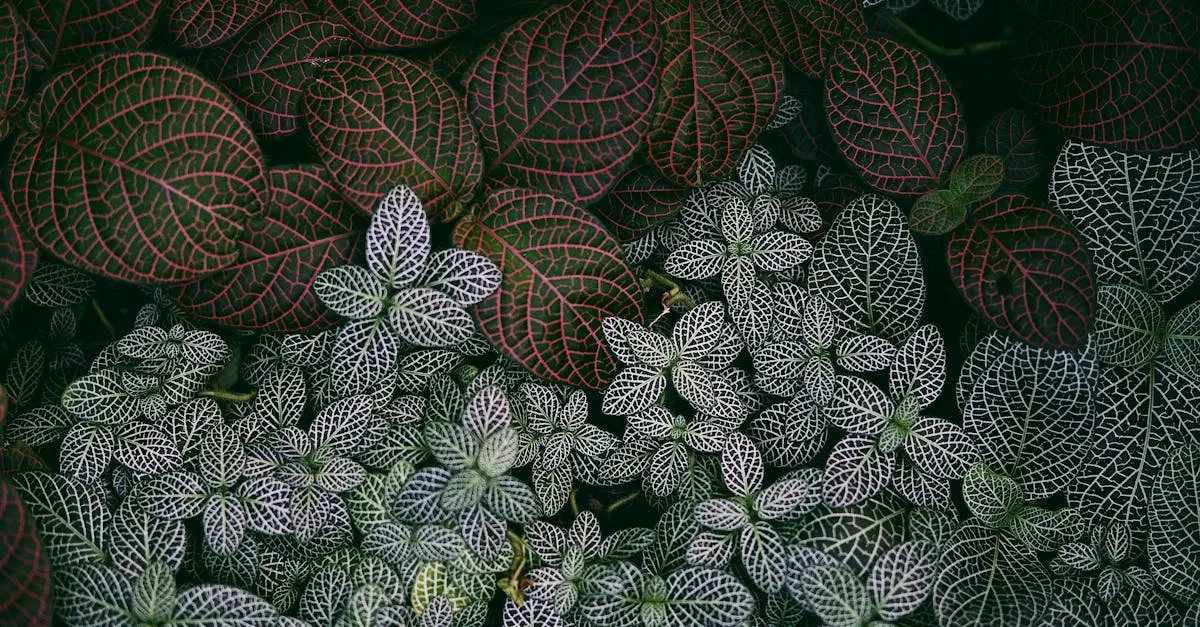 Fittonia Care: Reviving the Dramatic Nerve Plant