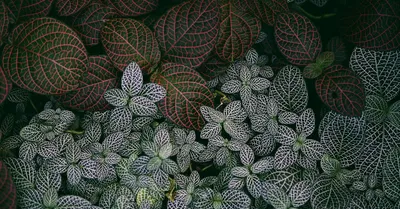 Fittonia (Nerve Plant)