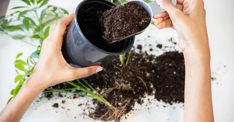 Fungus Gnats: How to Get Rid of Them for Good