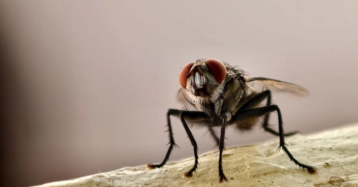 Fungus Gnats vs Fruit Flies: How to Tell Which You Have