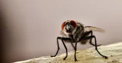 Fungus Gnats vs Fruit Flies: How to Tell Which You Have