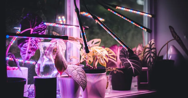 Grow Lights for Houseplants: A Practical Buying Guide