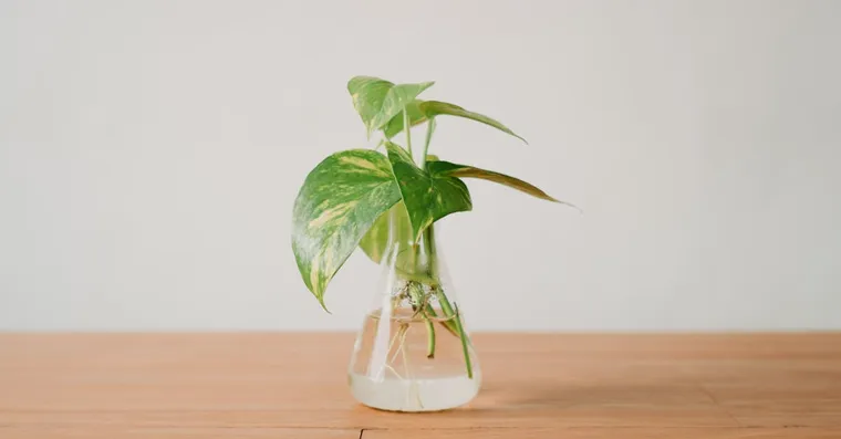 How to Grow Pothos in Water Permanently