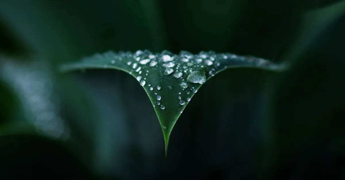 Guttation: Why Your Houseplant Drips Water at Night