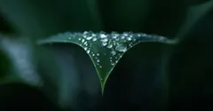Guttation: Why Your Houseplant Drips Water at Night