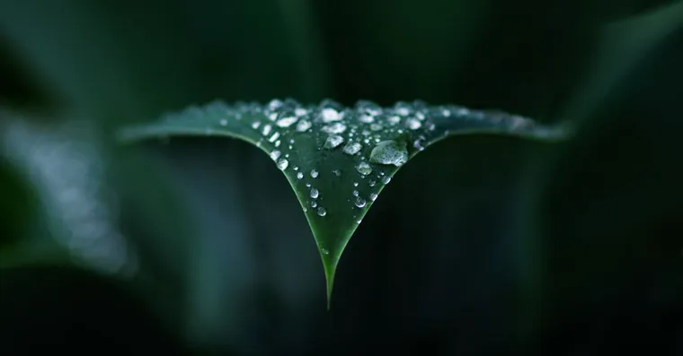 Guttation: Why Your Houseplant Drips Water at Night