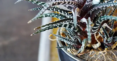 Haworthia (Zebra)