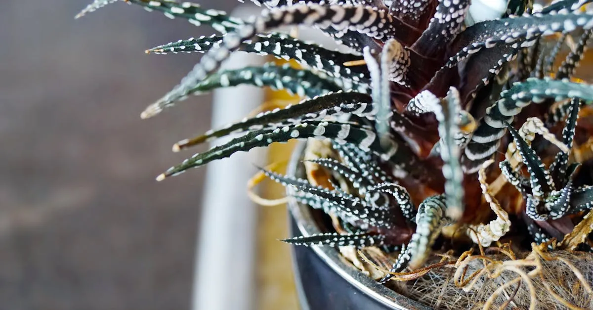 Haworthia Care: Growing the Zebra Succulent Indoors