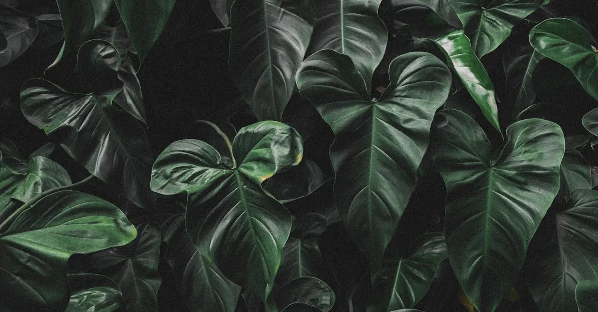 Heartleaf Philodendron Care: An Easy Trailing Plant