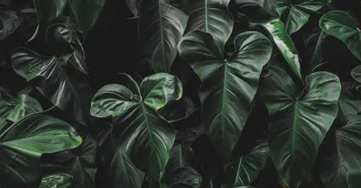 Heartleaf Philodendron